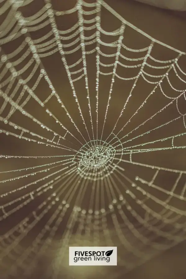 A delicate spider web glistening in natural light, showcasing its intricate design and structure.