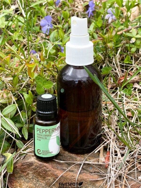 A small amber bottle of peppermint oil with fresh peppermint leaves, used as a natural wasp repellent.