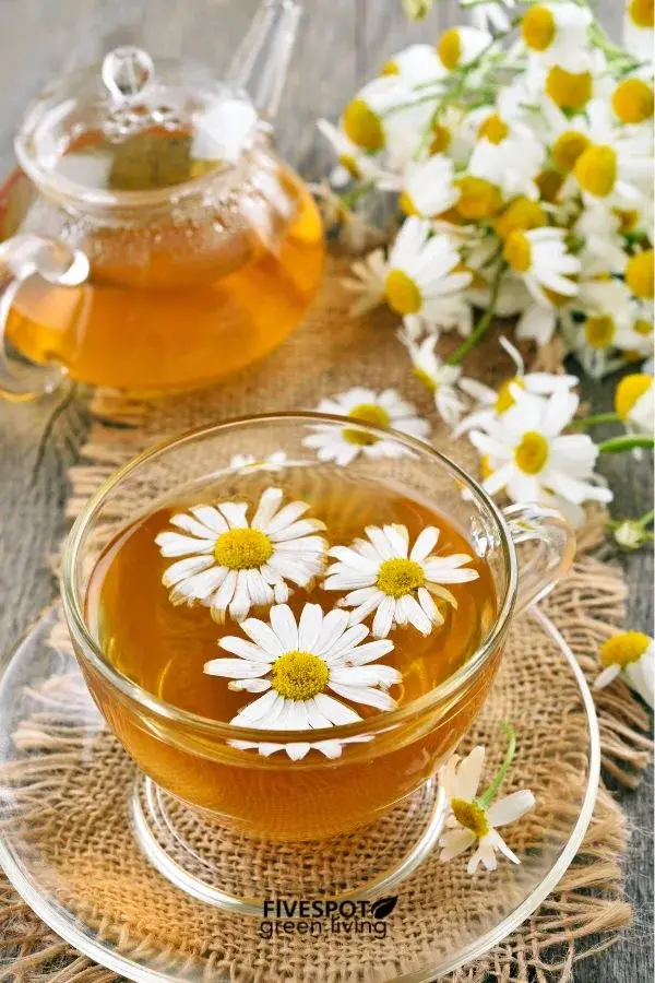 chamomile tea in glass