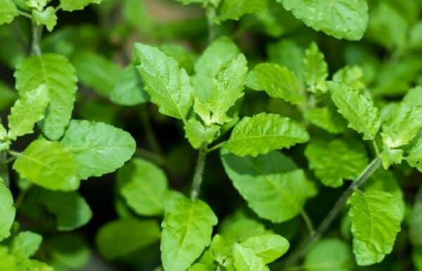 holy basil