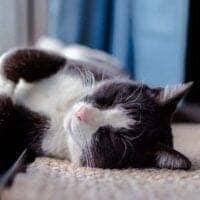 cat rolling on rug remove cat urine smell