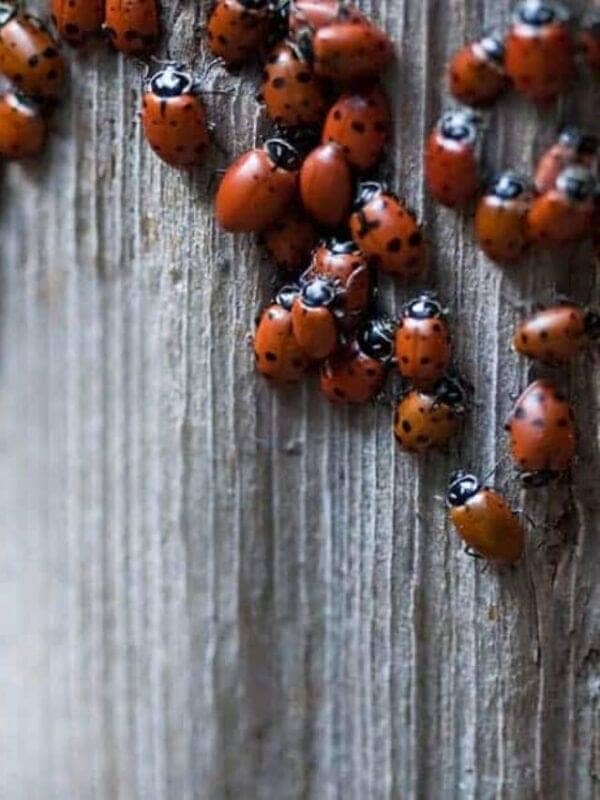 cropped-blog-get-rid-ladybugs-FB.jpg