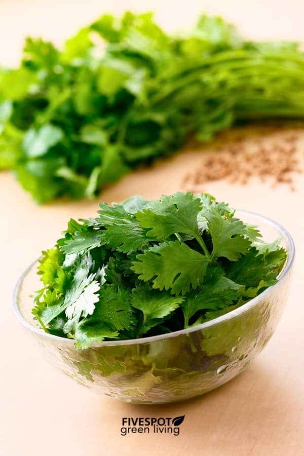 cilantro in bowl