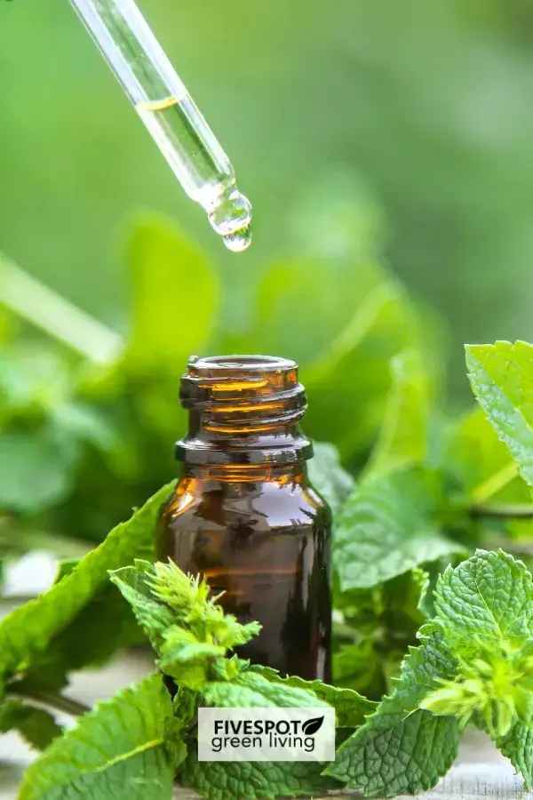 How to Use Peppermint Oil for Spiders