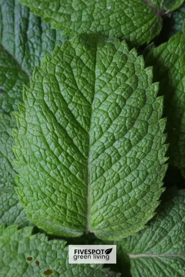 peppermint plant leaf