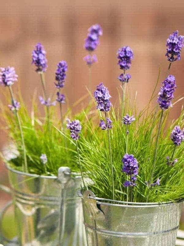 A close-up of a lavender plant with vibrant purple flowers.
