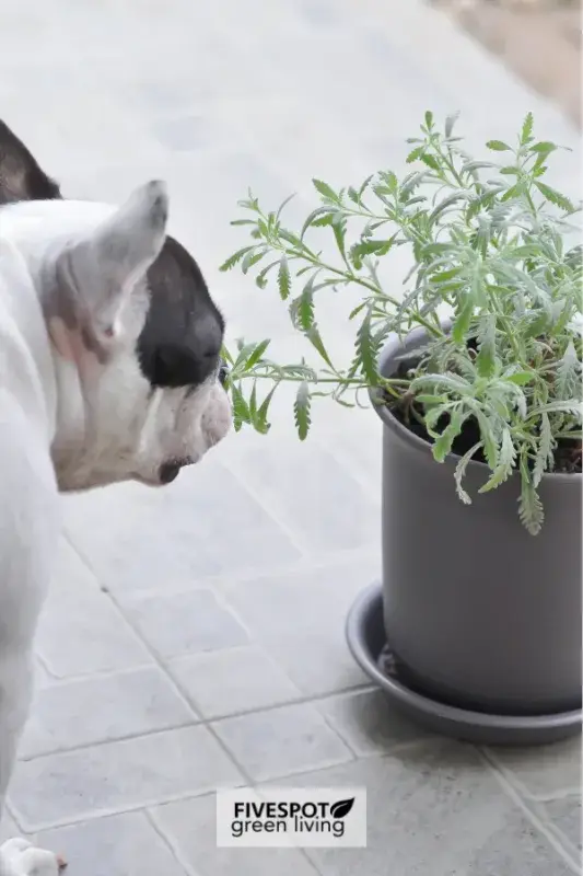 what herbs are toxic to dogs