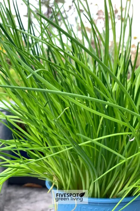 fresh chives in pot