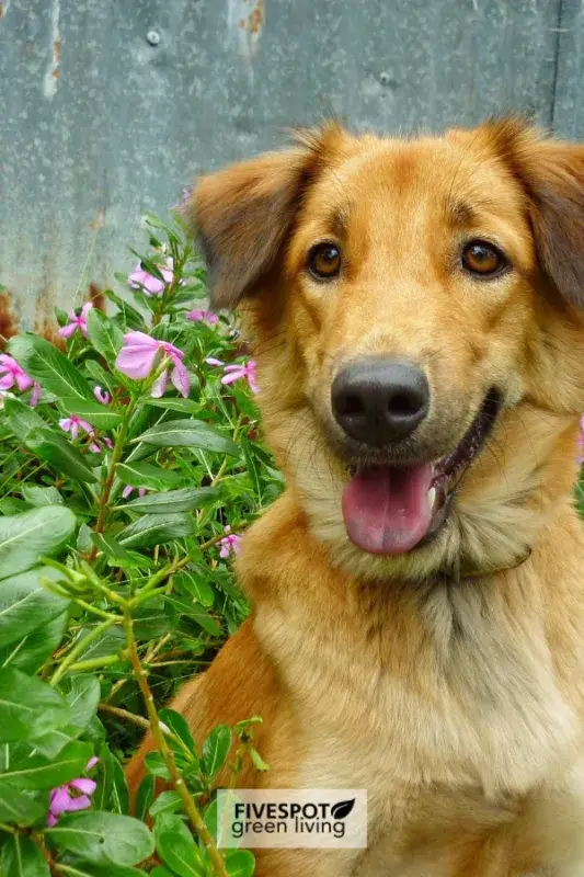 dog sitting in garden