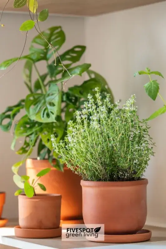 herbs in pots