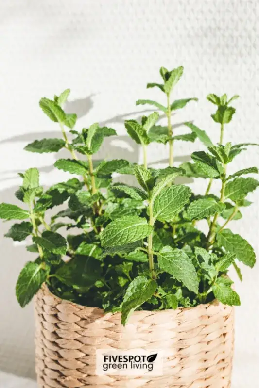 mint in pot