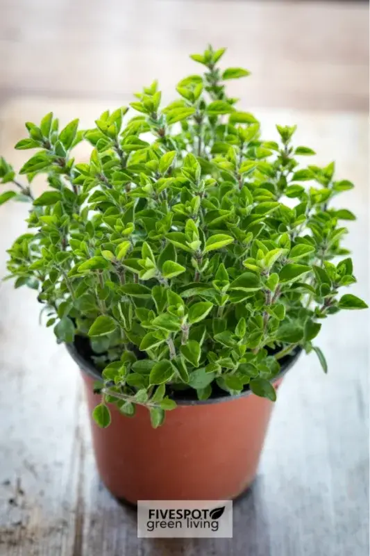 oregano in pot