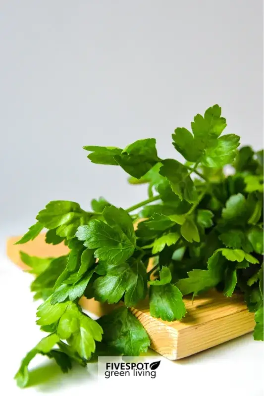 fresh parsley