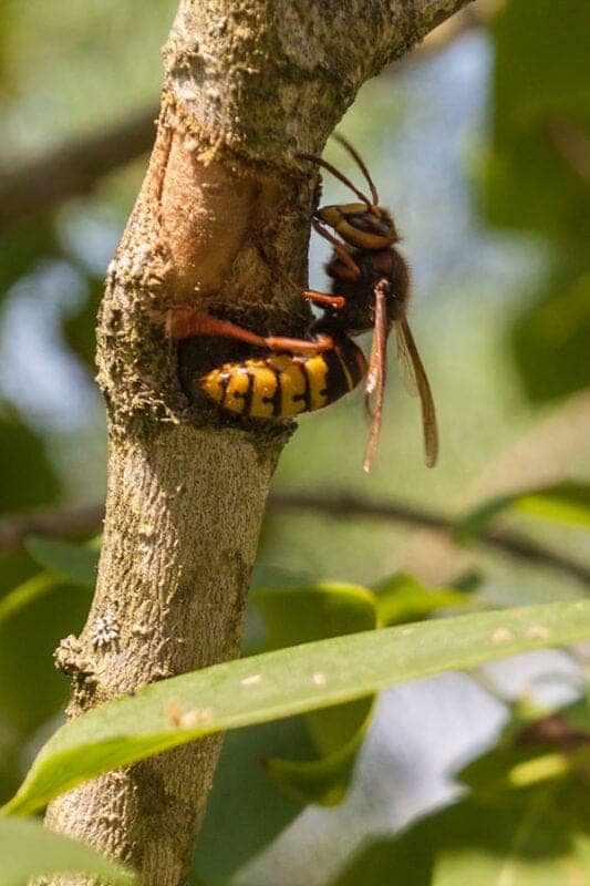 A close-up of a wasp flying near a home.