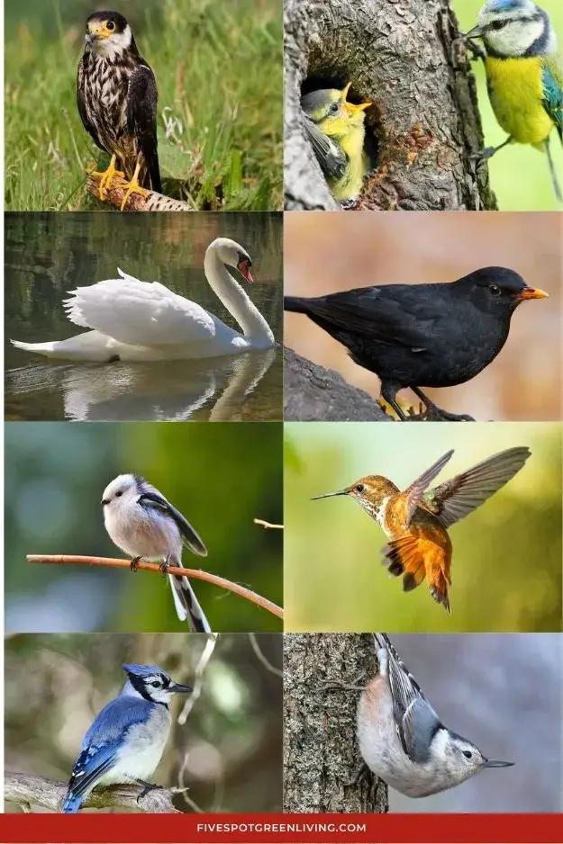 How to Attract Birds That Eat Wasps