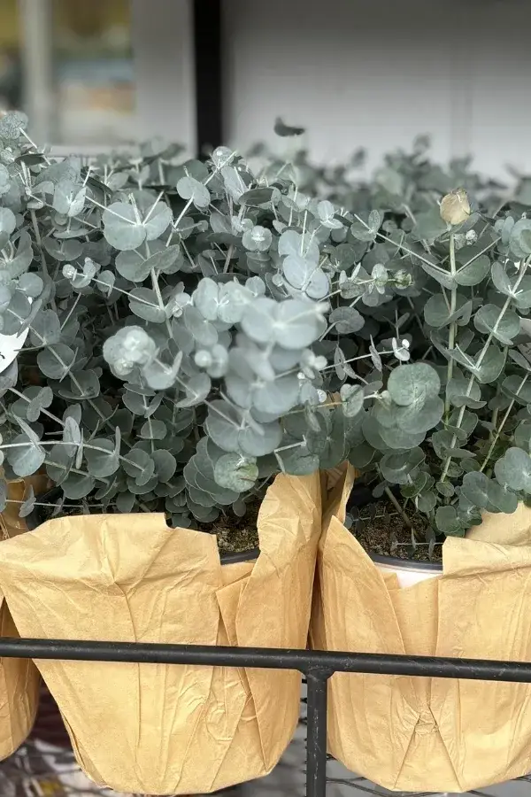 Lush green eucalyptus plant with round leaves, known for its refreshing aroma to repel wasps