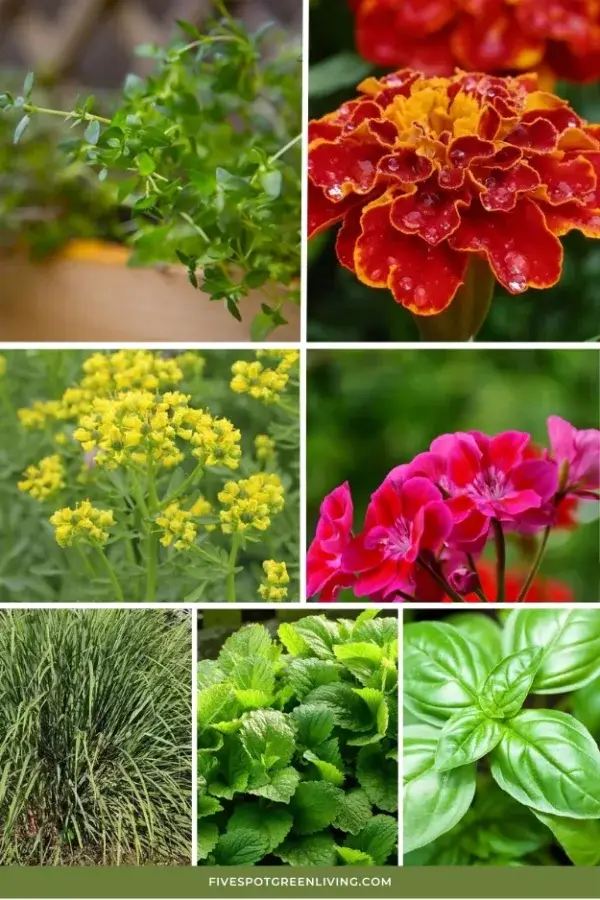 Various wasp-repellent plants growing in a garden, known for their natural ability to deter wasps and other insects.