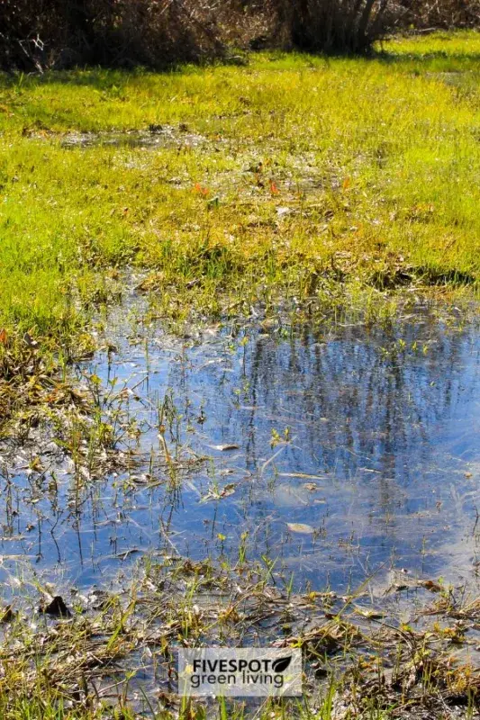 A grassy area with patches of wet, muddy water reflecting a clear blue sky. Some grass is submerged, and there are fallen leaves scattered around. The scene is calm and natural, with sunlight illuminating the area.
