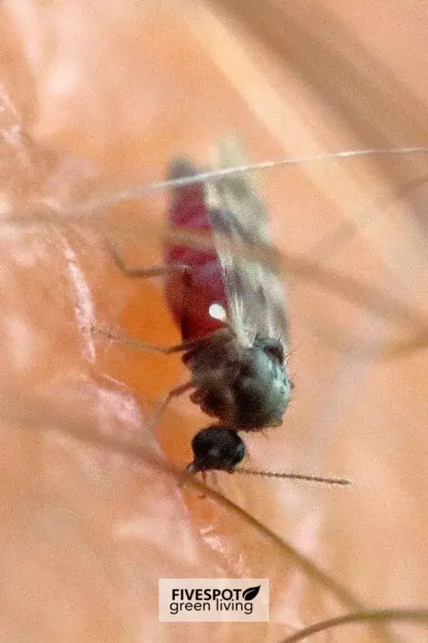 How to Treat No See Um Bites