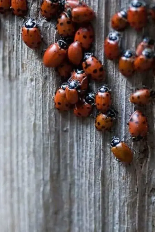 ladybugs on wood