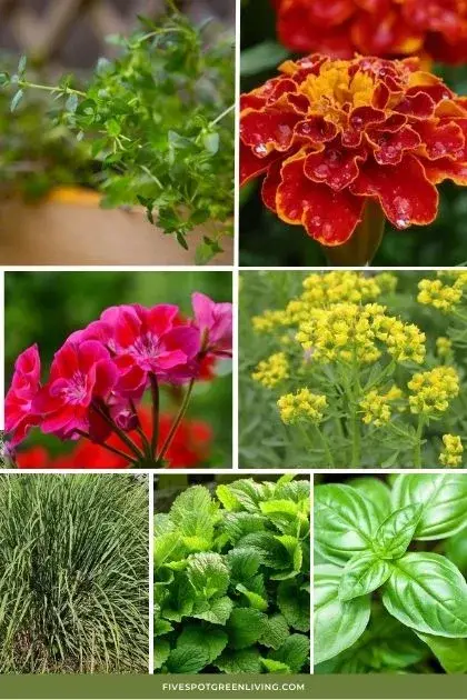 wasp repellent plants